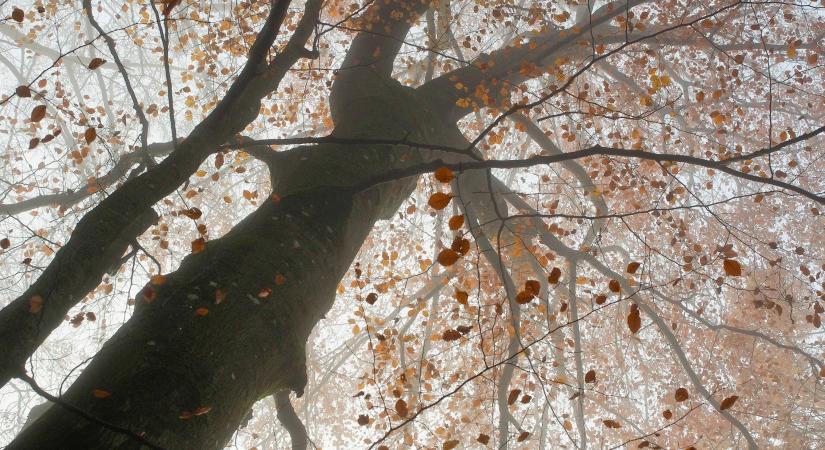 Szombati időjárás: Fagyos éjszaka, ködös reggel, eső a láthatáron