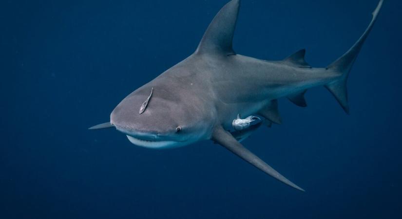 Megküzdött a cápával, hogy megmentse a barátnőjét, de nem járt sikerrel