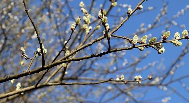 November 30-ig szavazhatunk a 2026-os Év Fájára!