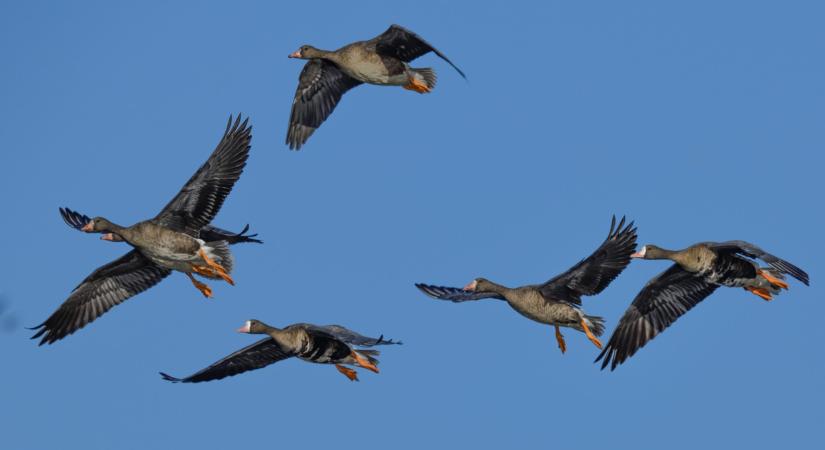 Újabb gondot okozott a magyar kukorica lejtmenete: elindult az átrendeződés?