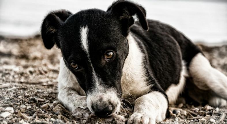 Miért tűnik lehangoltnak a kutyám?