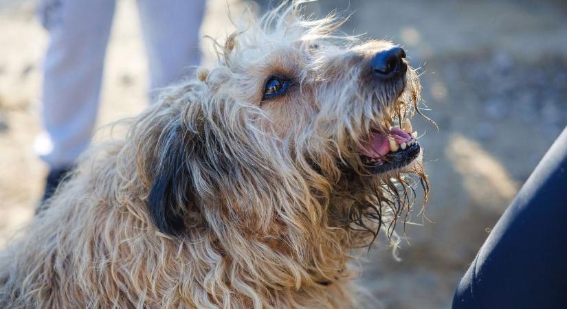 Túl hangos a kutya a szomszédnak? 75 ezer forintról indul a bírság, de akár egymillió is lehet