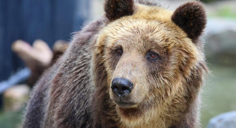 Újabb riasztó medvetámadás történt – nyilvános wc-t használt a férfi, amikor rátámadt az állat