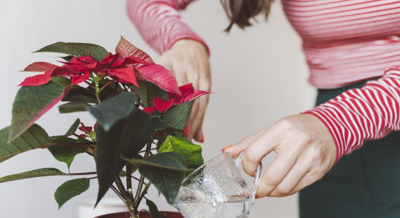 Nálad is mindig hullik a mikulásvirág levele? – Így vészelheti át a szezont a dísznövény
