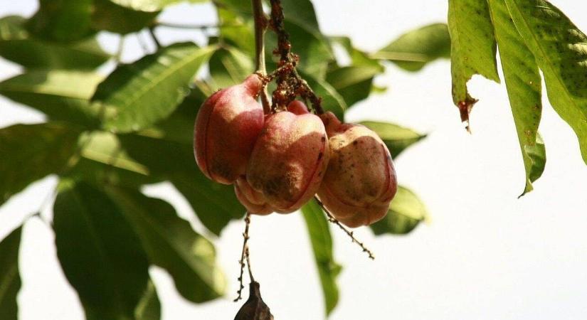 Öt étel, amely valóban életveszélyes lehet