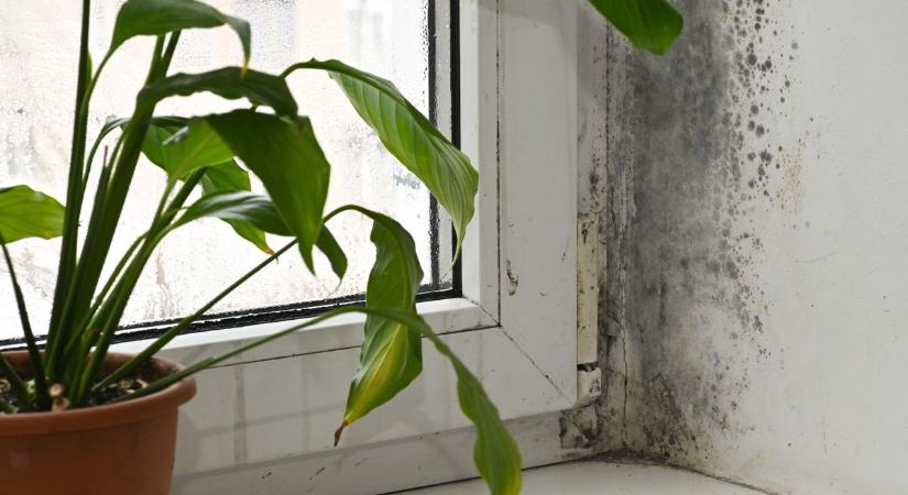 Így csökkentheted a penészesedést télen – 5 növény, ami segít a páratartalom szabályozásában
