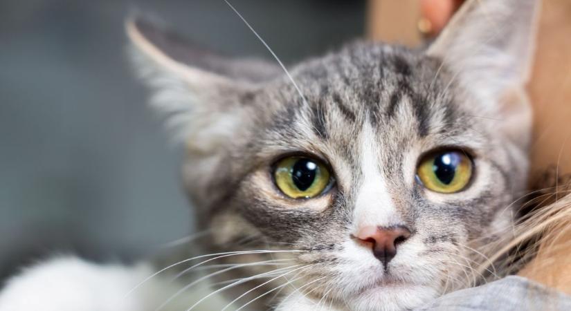 Brutális szigorítás az állatvédelemben: jön a macskák kötelező chipezése