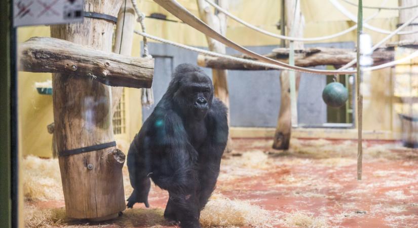 Nemcsak az embereknek jár a tiszta és friss levegő!