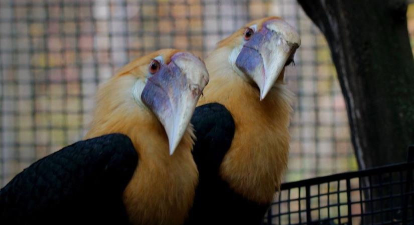 Impozáns fajjal gazdagodott a pécsi állatkert
