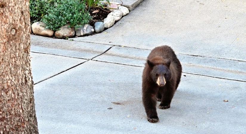 Nyilvános WC-n támadta meg a medve a japán férfit