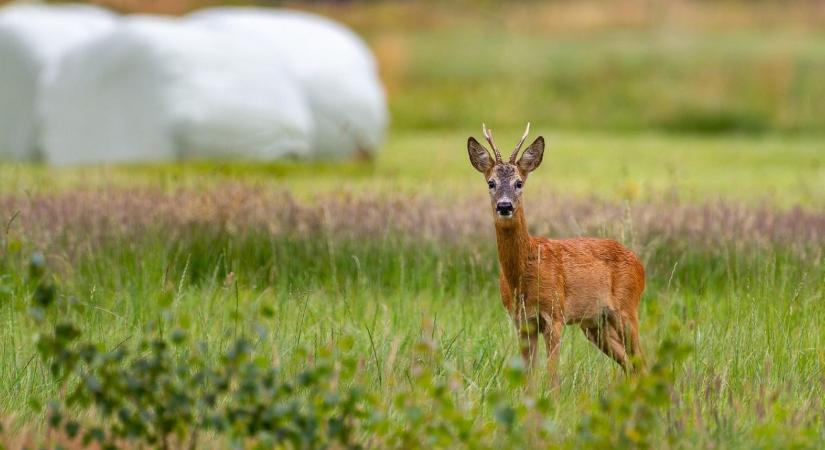 Vadkár elleni kerítés télre – magasság, hálósűrűség, alapozás