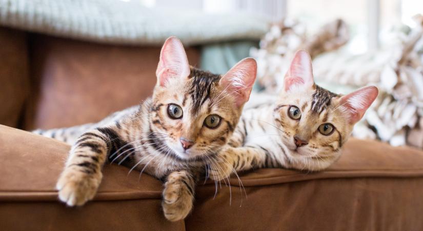 10 állítás a macskákról! Igaz vagy hamis? – Kvíz