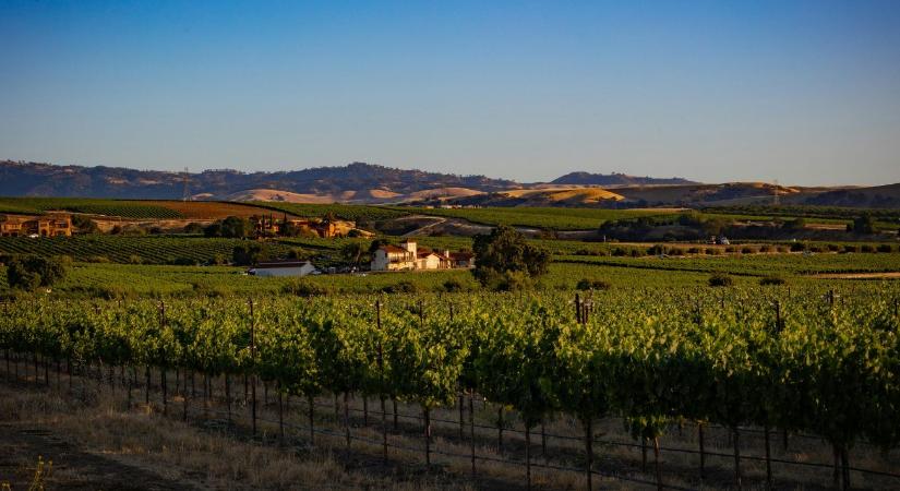 Összefogással legyőzhető-e a szőlőgyilkos kabóca?