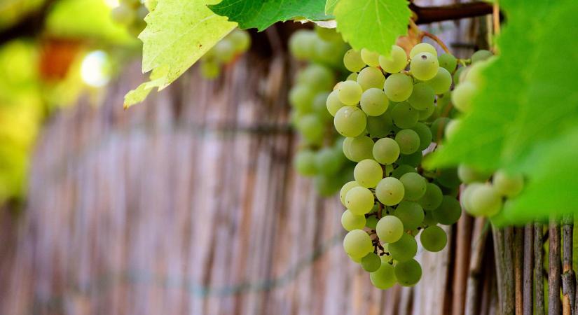 Újabb vármegye érintett a szőlő aranyszínű sárgaság fertőzésben