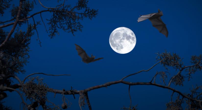 Vámpírok, romantika és humor: Jenna Levine könyvei az őszi estékhez