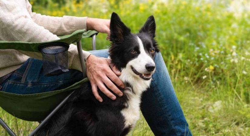 A férfi, aki 36 éve ment kutyákat, és a család, akik most fogadták örökbe első ebüket – mind azt mondják: kell a Gazdijogsi
