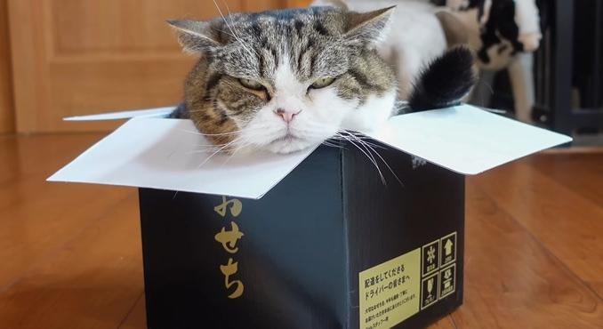 Csak 4 ezer éve lettek háziállatok a macskák – és nem is ott, ahol először a kutatók gondolták