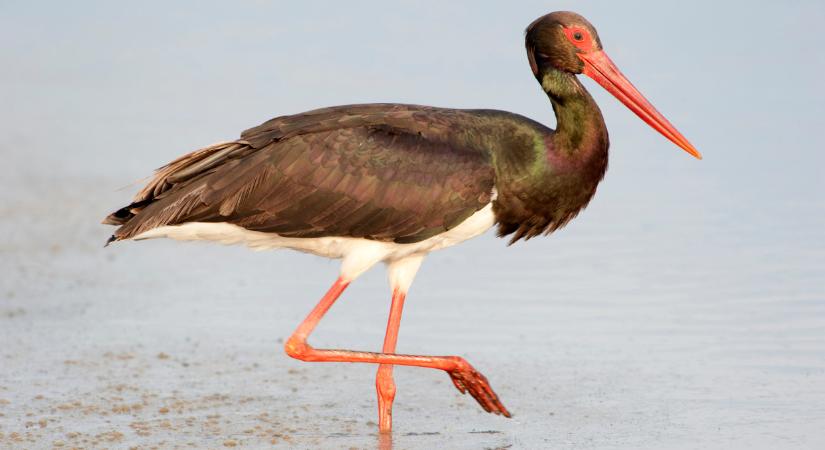 Vészjelzés a Hortobágyról: összeomlott a fekete gólyák költése a rekordalacsony vízállás miatt