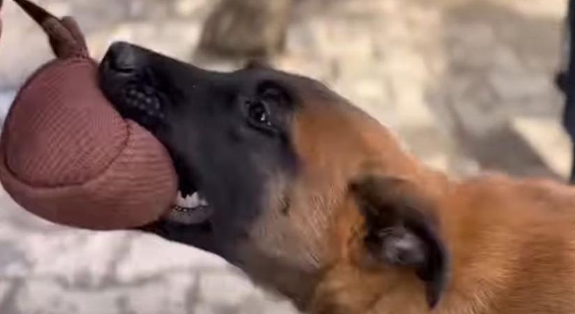 Emlékeztek Sisura? – Már 11 hónapos a Veszprém vármegyei rendőrség legígéretesebb szolgálati kutyája