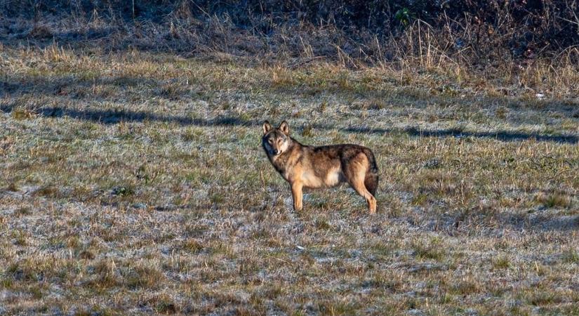 Szürke farkast láttak Magyarországon