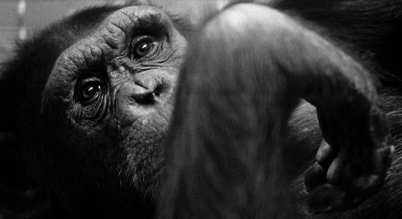Véget ért a tíz évig tartó csimpánzháború – Mi váltotta ki és mit okozott?