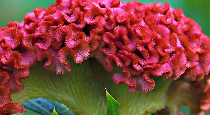 Fantasztikus virágzat, minimális gond: celózia