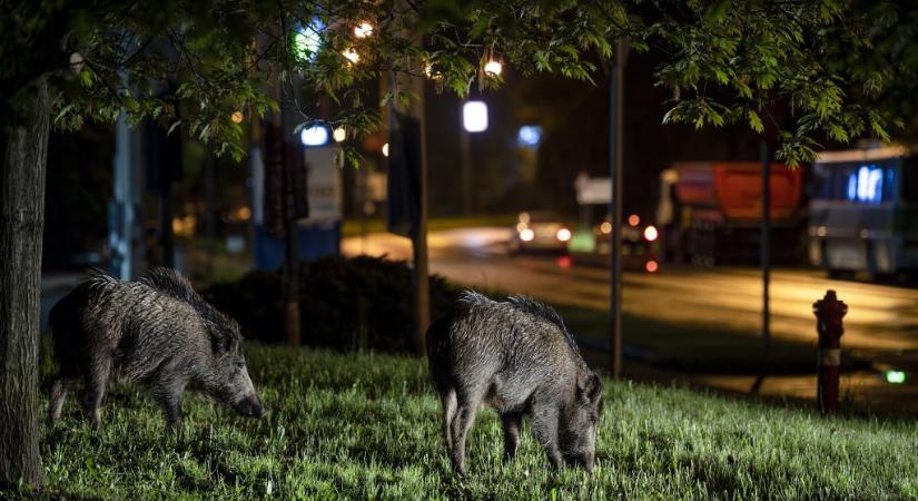 Semmivel nem humánusabb elaltatni a városi vaddisznókat, mint kilőni őket