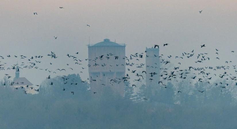 A Tatai Vadlúd Sokadalom első órája - fekete felhőként emelkedtek fel vadludak tízezrei
