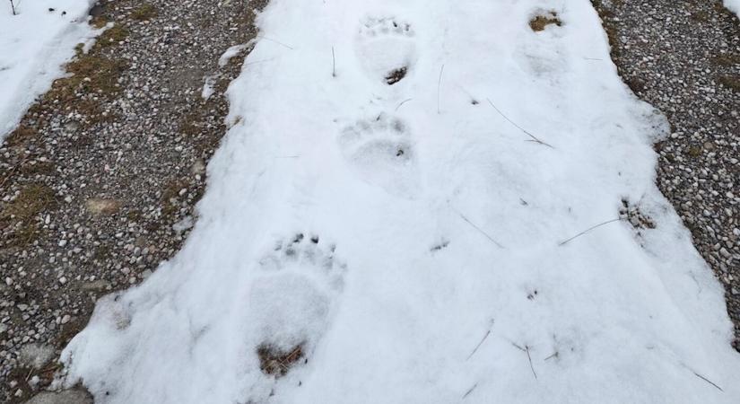 Friss medvenyomokat találtak egy szlovákiai település közelében