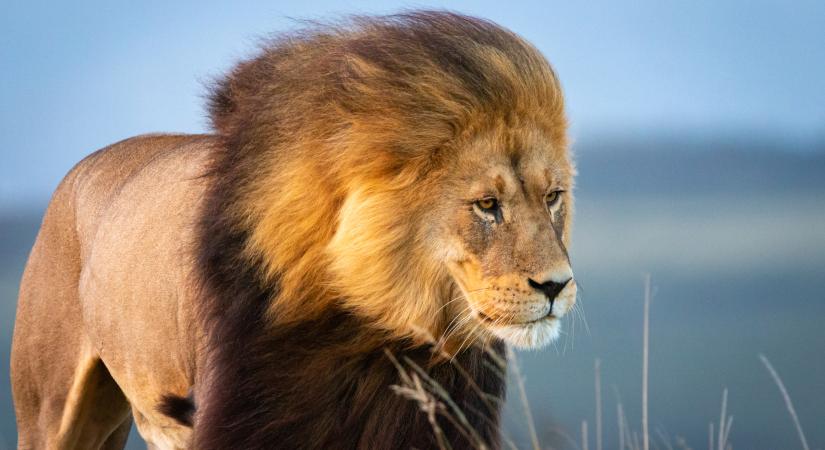 Leopárdként vadászik a háromlábú legendás oroszlán, Jacob