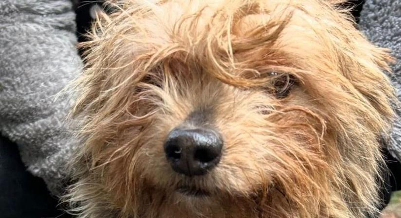 „Állatvédőnek” álcázta magát – döbbenetes állatkínzásra derült fény Zalaegerszegen (képek)