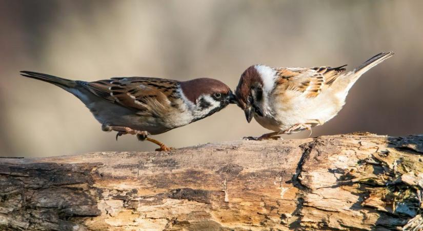 Hevesi alkotó sikere a “Csodálatos Állatvilág” fotópályázaton
