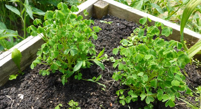 Aranyat érnek, mégis alig termesztik itthon ezeket a csodazöldségeket