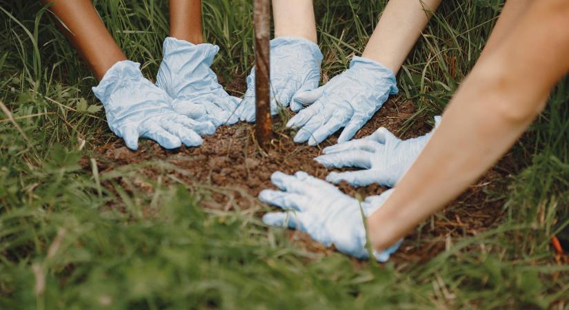 Megkezdődött 75 fa telepítése Dorog lakótelepein