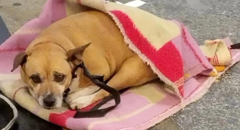 Készüljön, ha kutyás, emiatt most sírni fog - videó