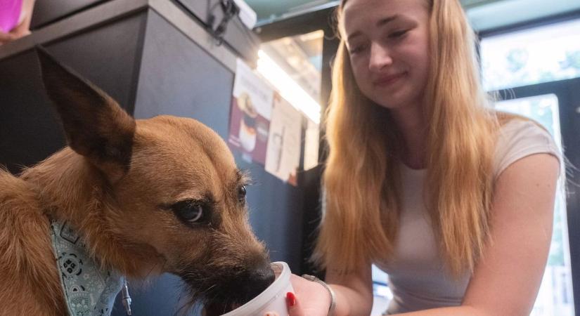 Külön szoba és külön torta – így küzdenek a gazdik kegyeiért a legjobb kutyabarát helyek a Balatonnál