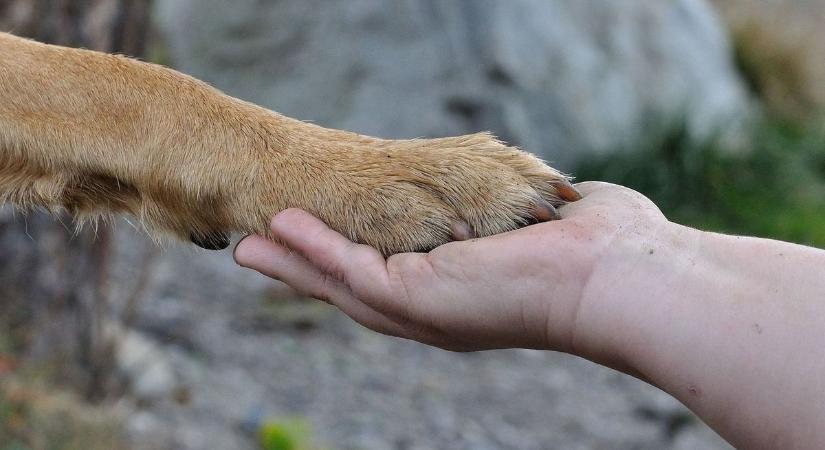Kupcsok Péter szívügye az állatvédelem - itt vannak a fejlemények