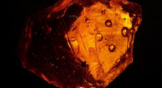 Tökéletes állapotban megmaradt darazsakat találtak egy 100 millió éves borostyánkőben