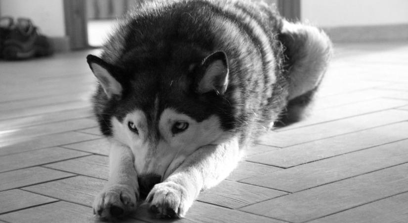 Állatvédelemért felelős kormánybiztos: „A Tisza büntetné a felelős állattartókat és adót vetne ki a kedvencekre”