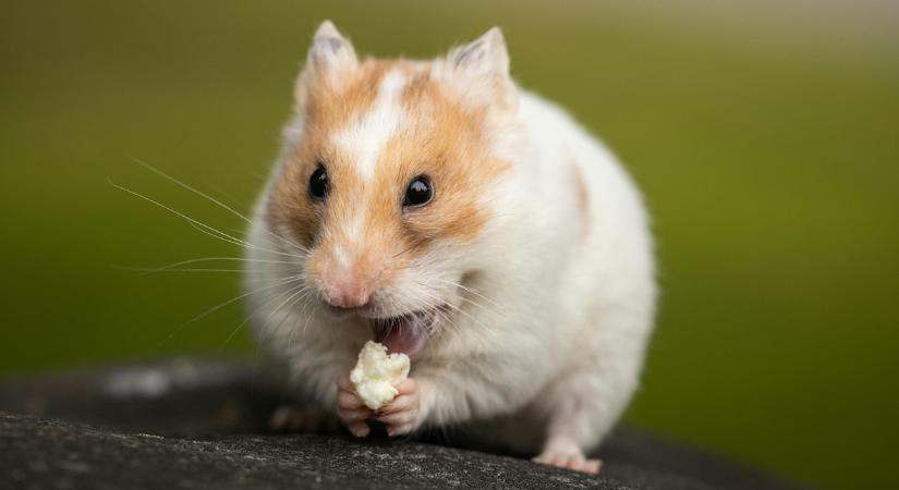 Döbbenet, hova költözött be egy elvadult, bécsi hörcsögkolónia – videó