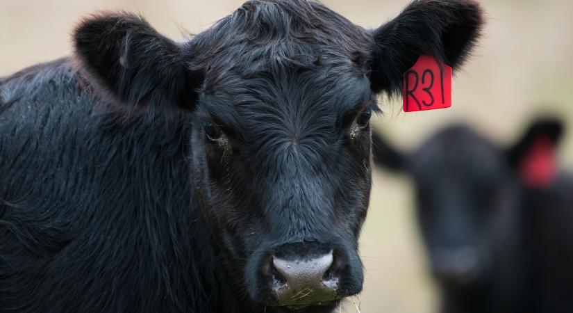 USA: kevesebb marhahús, magasabb árak 2025-ben