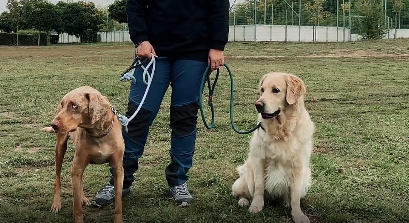 Mit tegyünk, ha póráz nélküli kutya rohan ránk? – Az Új EBizódból kiderül