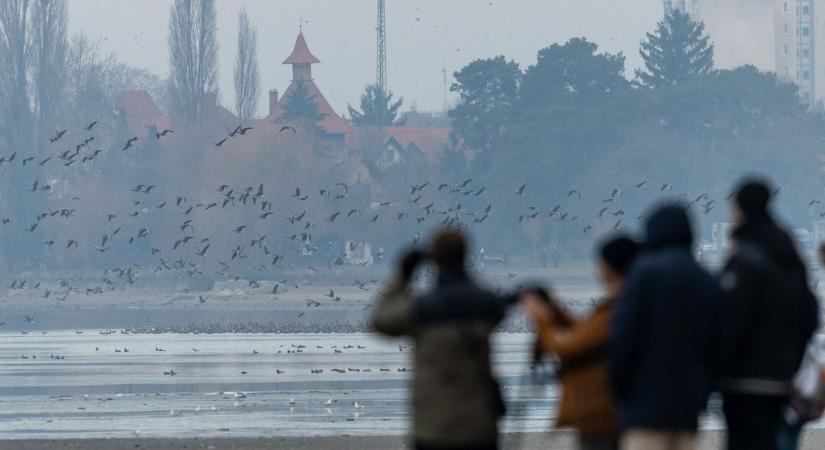 Kiderült, hogy rekord-e az idei Tatai Vadlúd Sokadalom egyedszáma - megvannak a friss eredmények