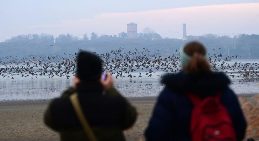 Képeken és videón a tatai Öreg-tavon összegyűlt vadludak tízezrei
