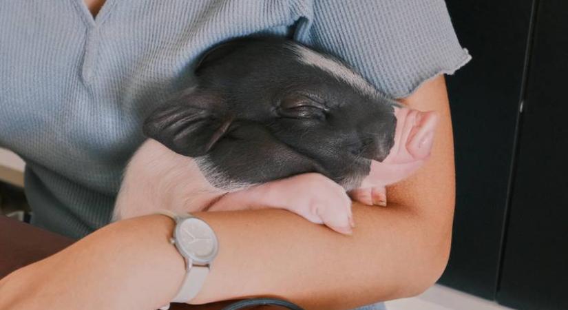 Kismalacot simogathatsz kávézás közben: ez Budapest egyik legmenőbb helye