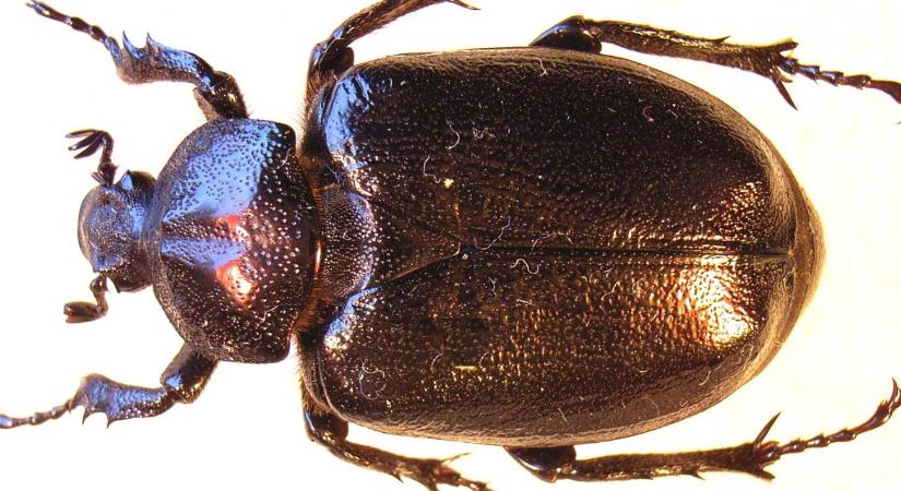 Kétszázötvenezer forintodba kerül, ha ezt a rovart bántod