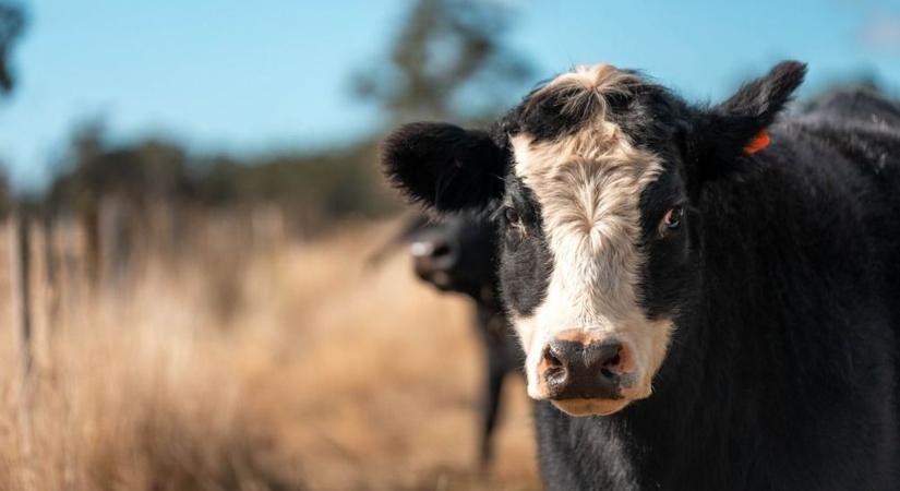 Újabb adócsökkentések könnyítik a gazdák terheit – Dél-Fejérben is kedvező változások jönnek