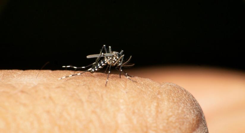 Aggasztó hírek érkeztek az ázsiai tigrisszúnyogról