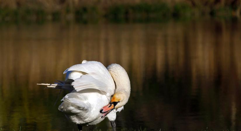 Újabb községben ütötte fel a fejét a madárinfluenza, korlátozó intézkedések léptek érvénybe