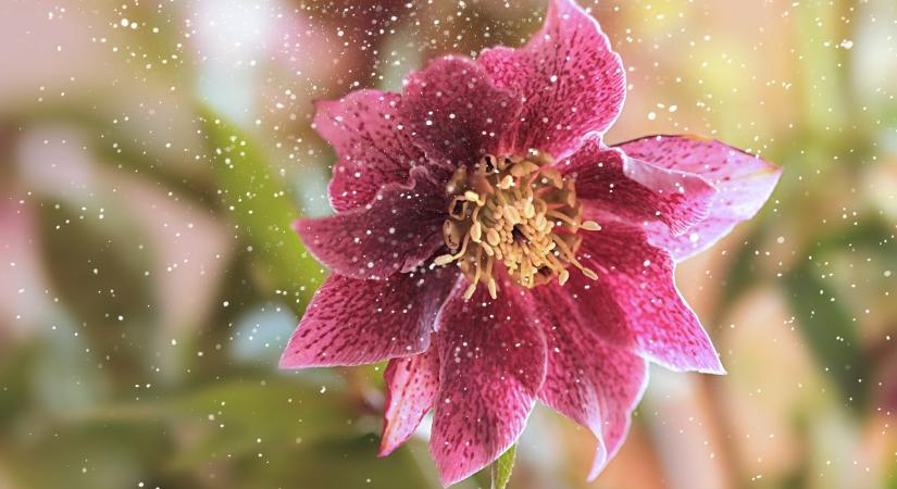 5 virágos növény, aminek meg sem kottyan, hogy tél van